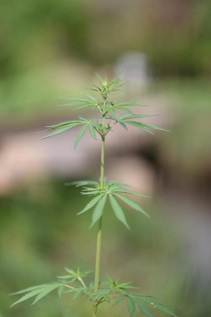 Comment choisir son CBD ? Le guide du debutant