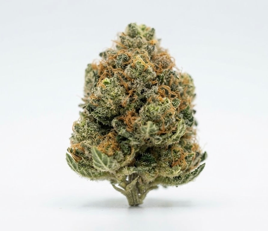 Fleur CBD+ Moby Dick – Indoor